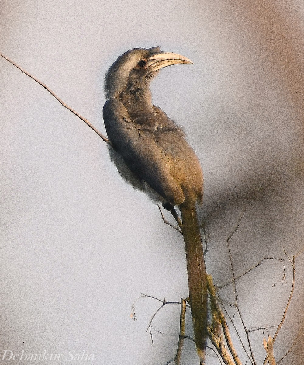 Indian Gray Hornbill - ML395616851