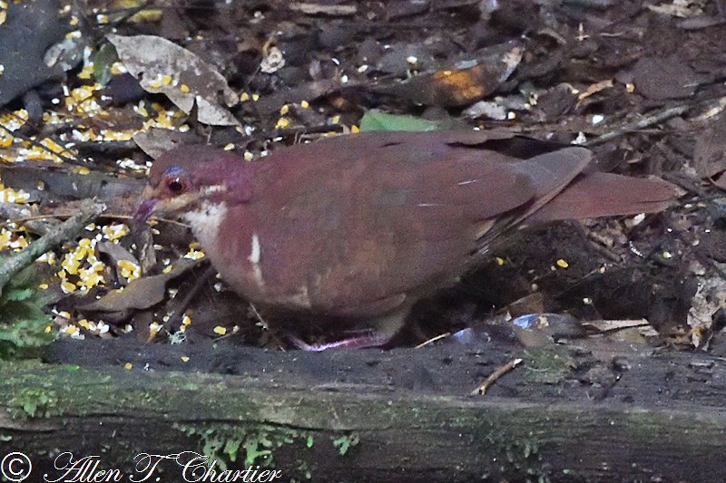 holub hnědočervený - ML395618841