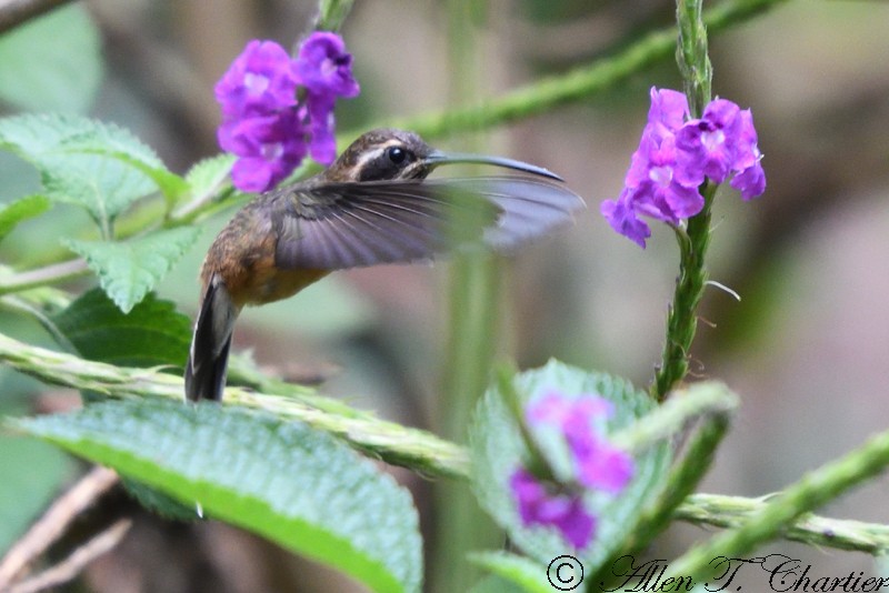 Black-throated Hermit - ML395619231