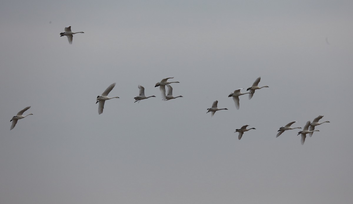 Tundra Swan - ML395621751