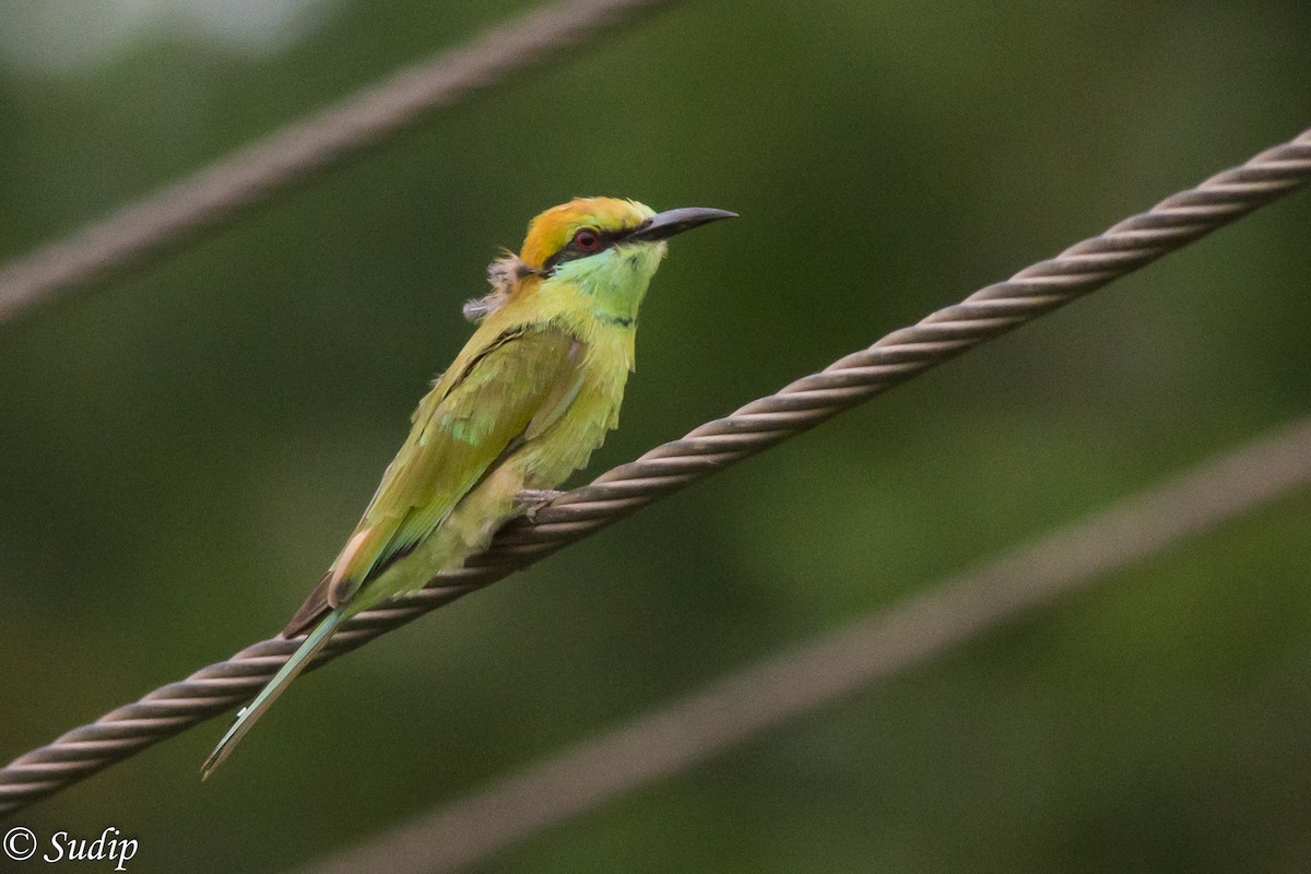 Asian Green Bee-eater - ML395622451