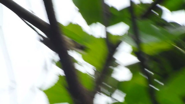 White-naped Yuhina - ML395622691