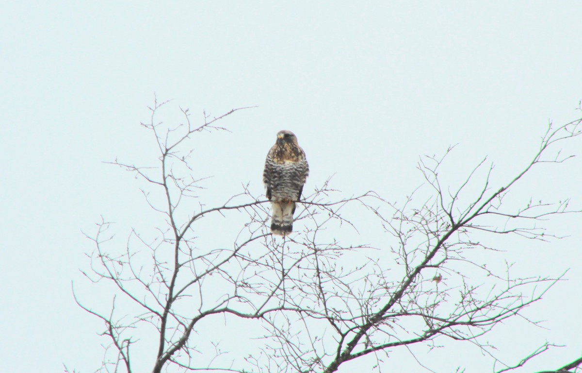 עקב מכנסיים - ML395623061