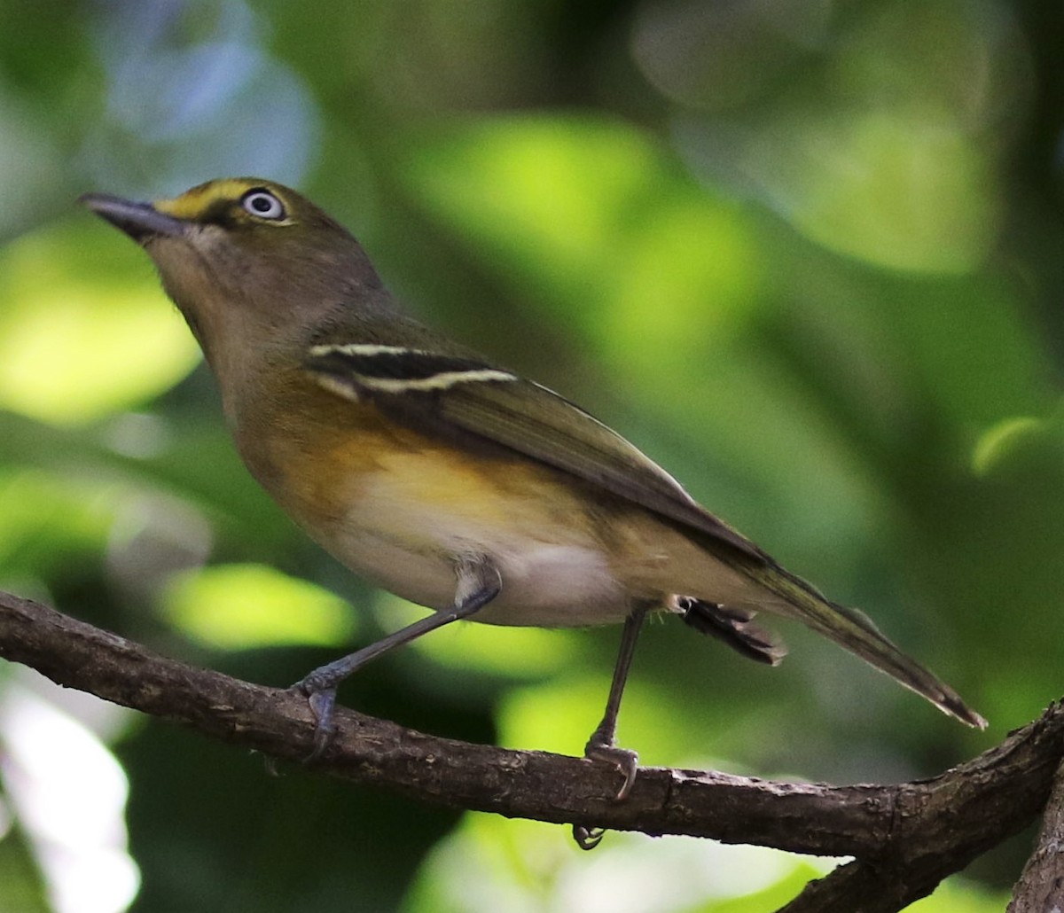 White-eyed Vireo - ML395624991