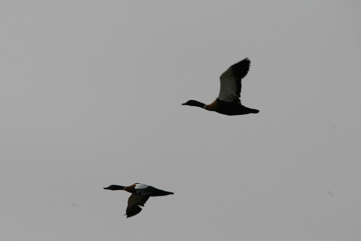 Australian Shelduck - ML395625621