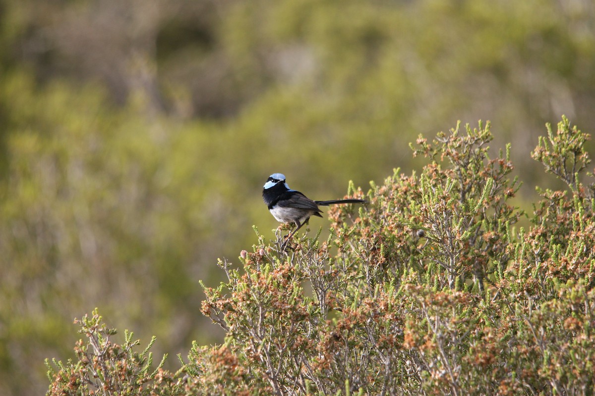 Superb Fairywren - ML395626451