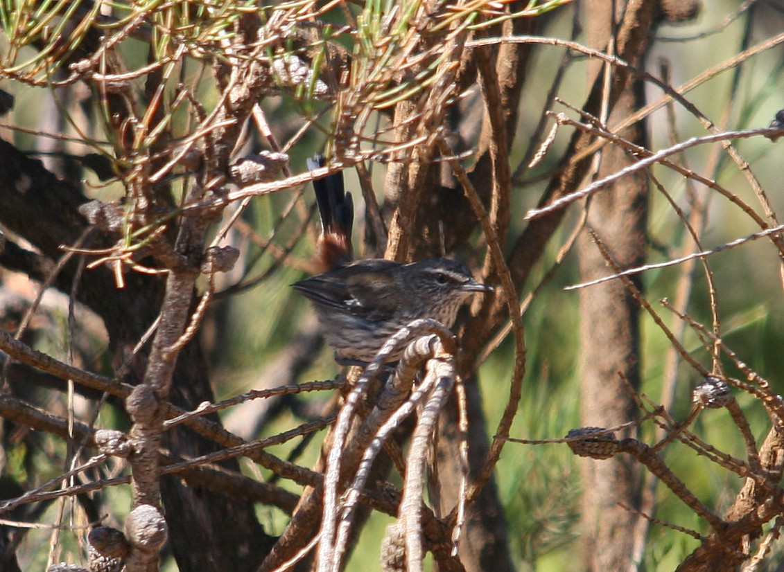 Shy Heathwren - ML395627071