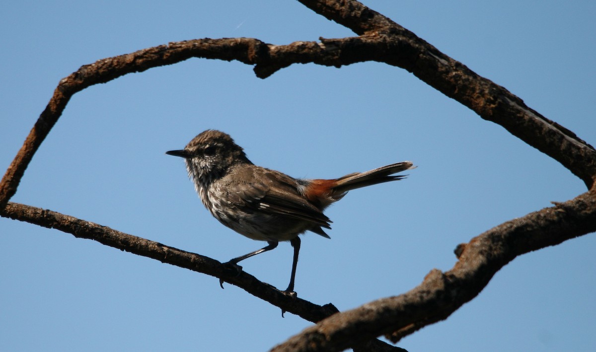 Shy Heathwren - Andy Benson