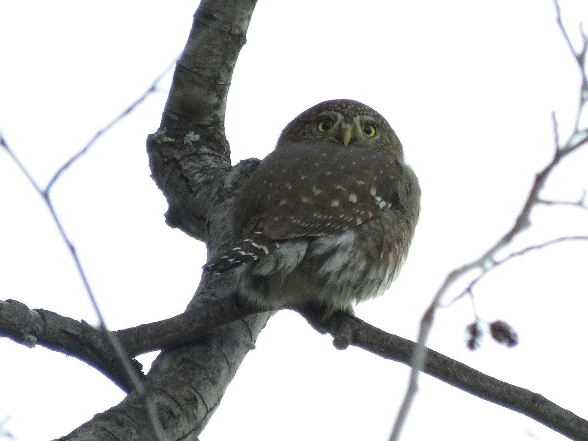 Northern Pygmy-Owl - ML39562821