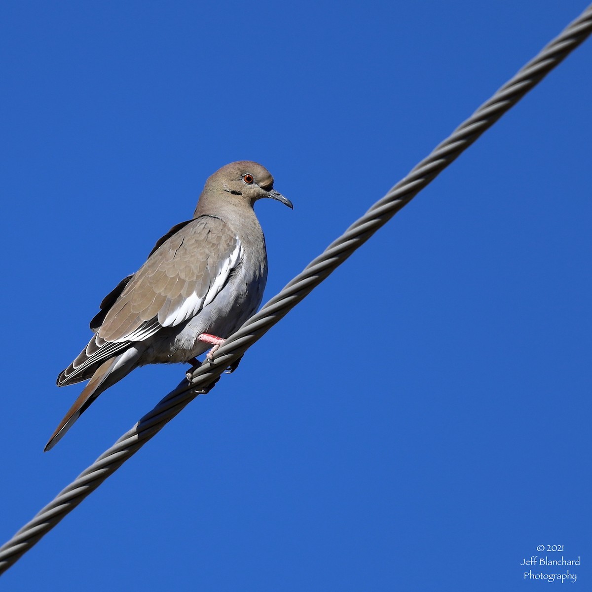 White-winged Dove - ML395628251