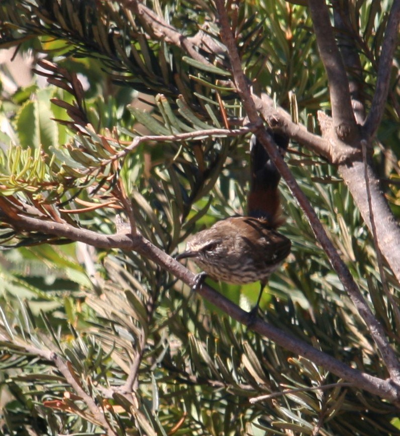 Shy Heathwren - Andy Benson