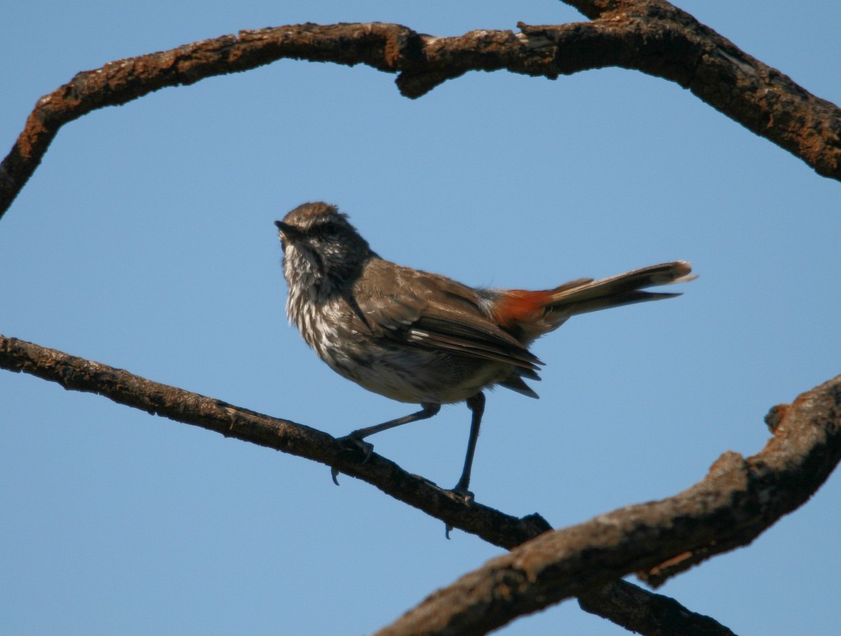 Shy Heathwren - ML395628501