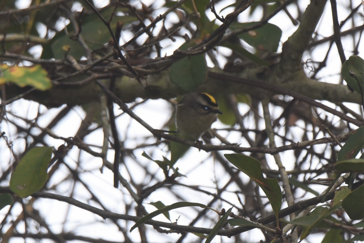 Golden-crowned Kinglet - ML395628991