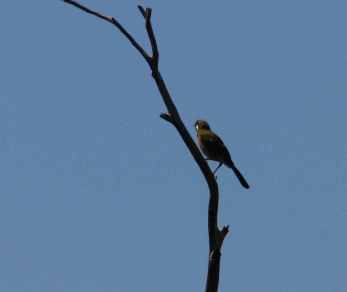 White-eared Honeyeater - ML395629551