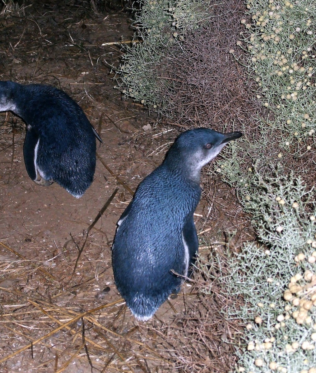 Пінгвін малий - ML395629871