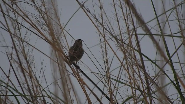 Yellow-breasted Bunting - ML395630191