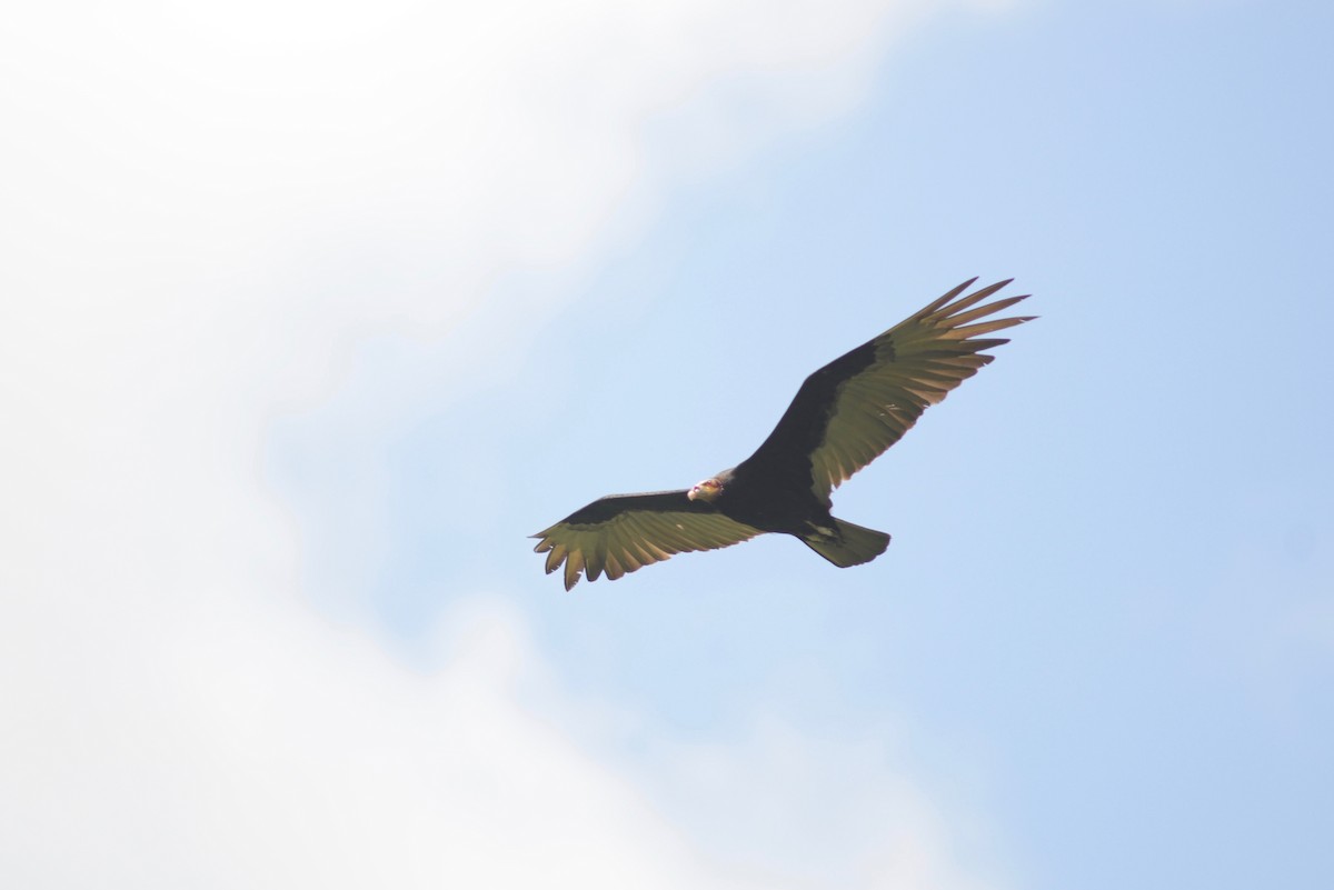 Lesser Yellow-headed Vulture - ML395631041