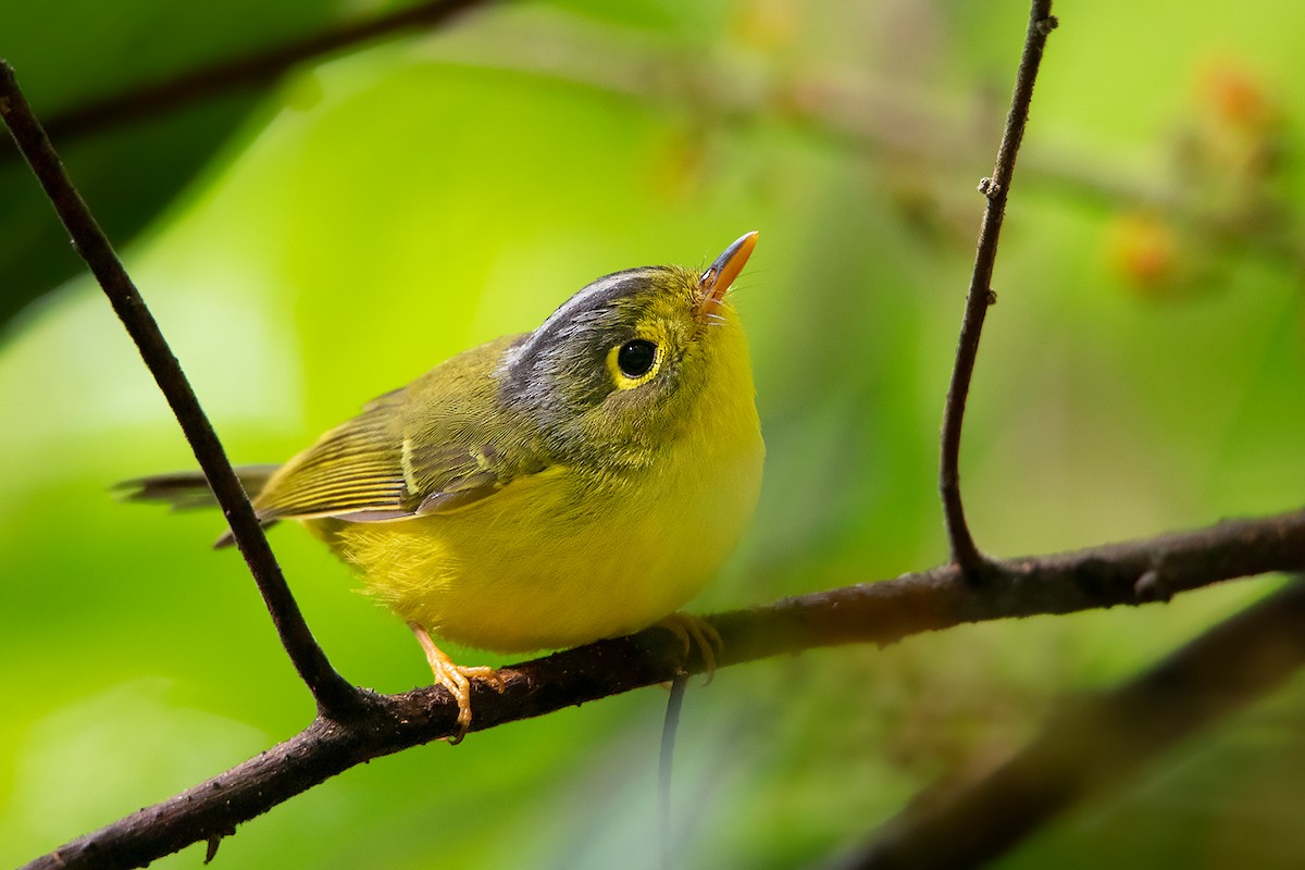 White-spectacled Warbler - Ayuwat Jearwattanakanok