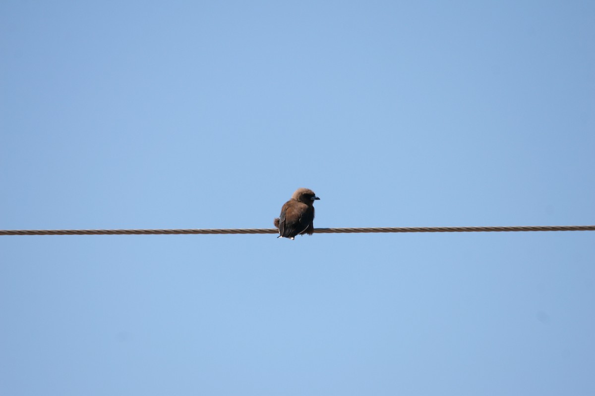 Dusky Woodswallow - ML395633321