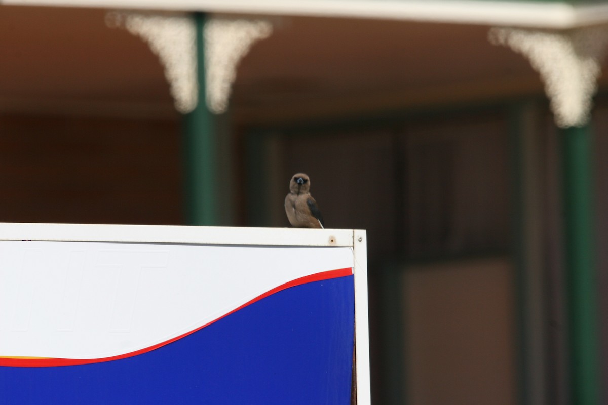 Dusky Woodswallow - ML395633401