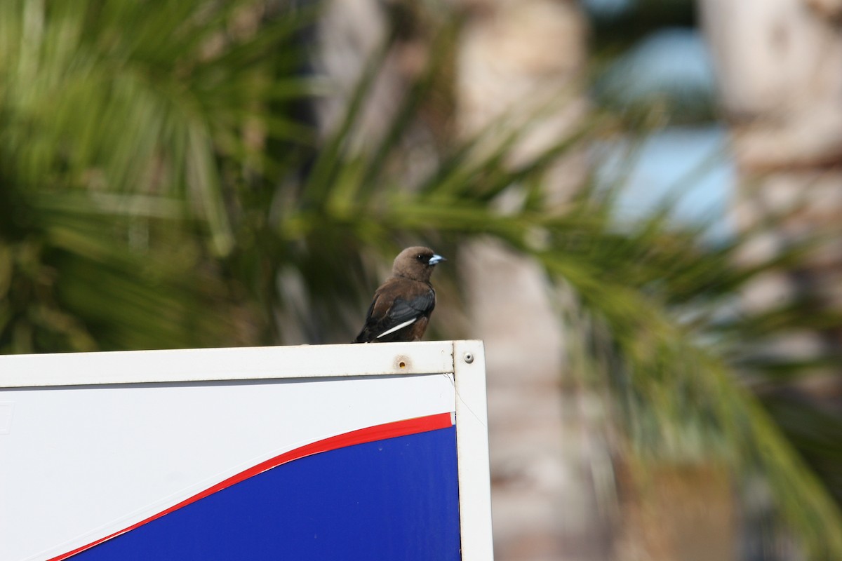 Dusky Woodswallow - ML395633431