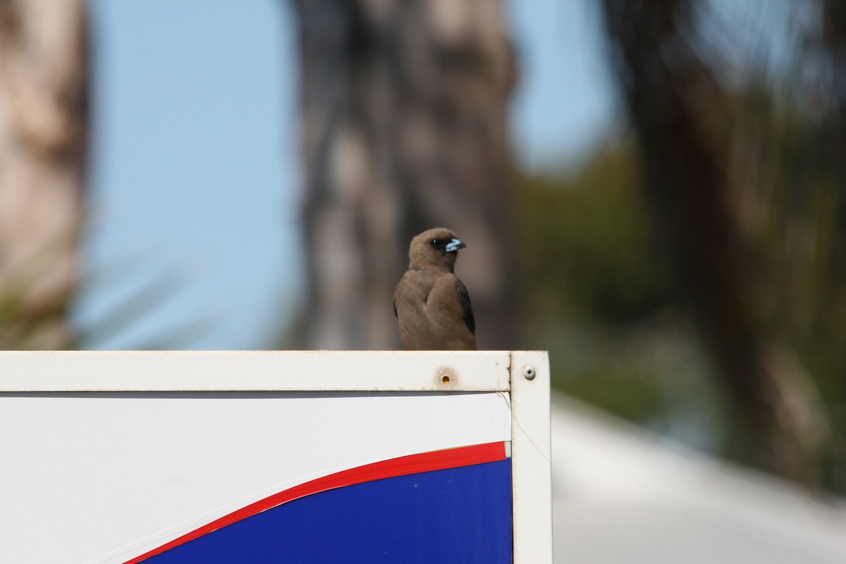 Dusky Woodswallow - ML395633461