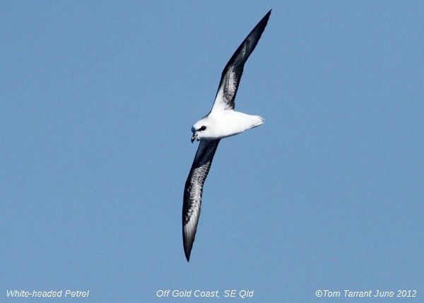 White-headed Petrel - ML39563541