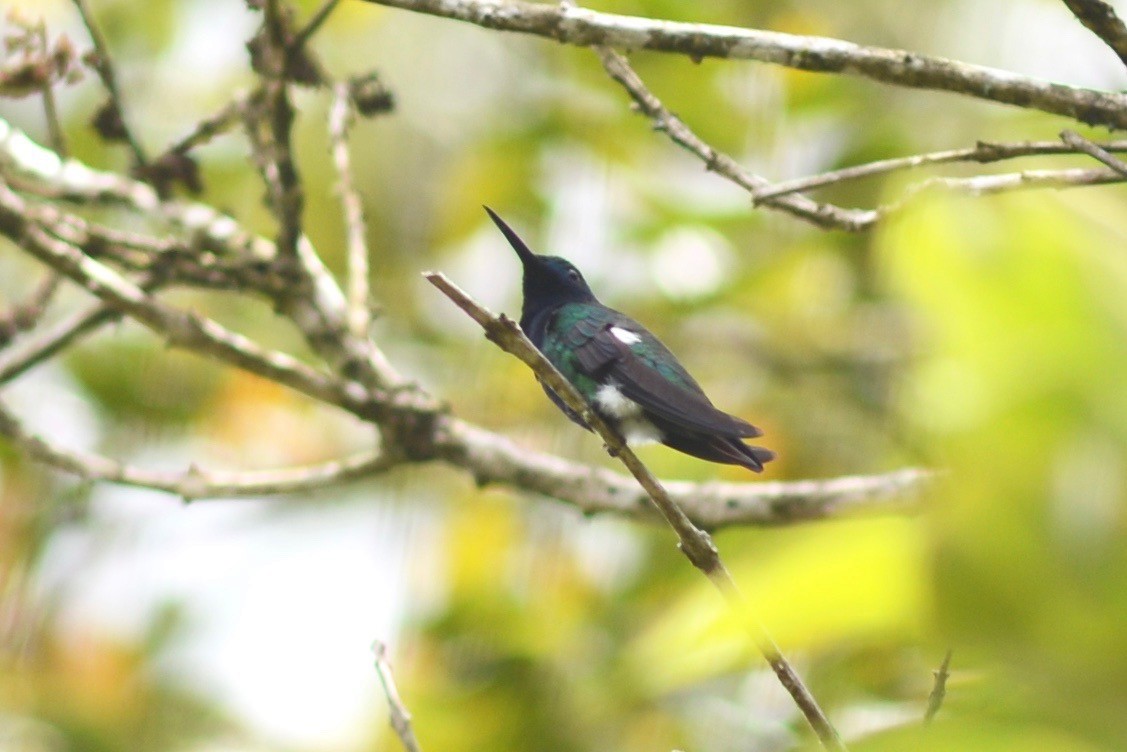 kolibřík tropický - ML395636161