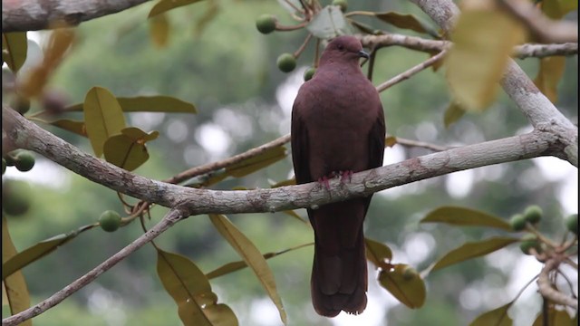 Ruddy Pigeon - ML395636461