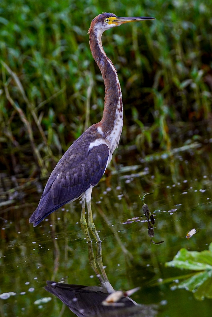 Tricolored Heron - ML395637871