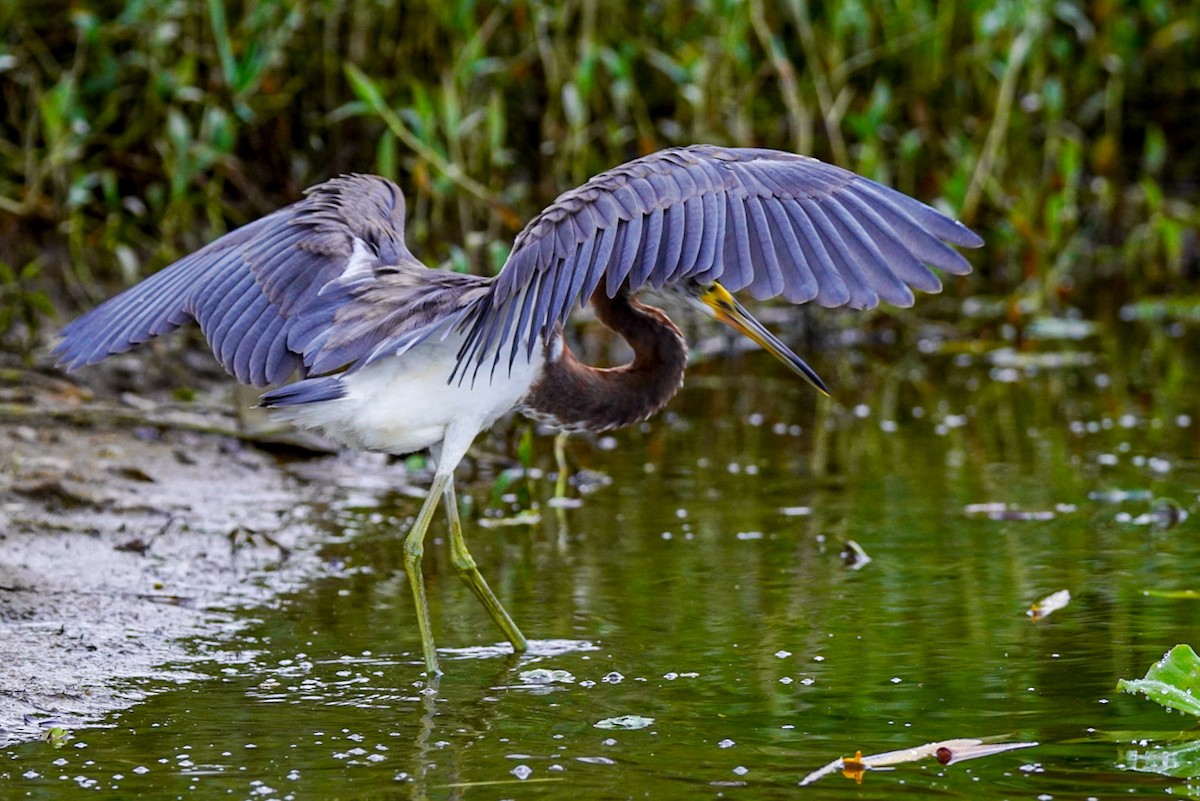 Tricolored Heron - ML395637891