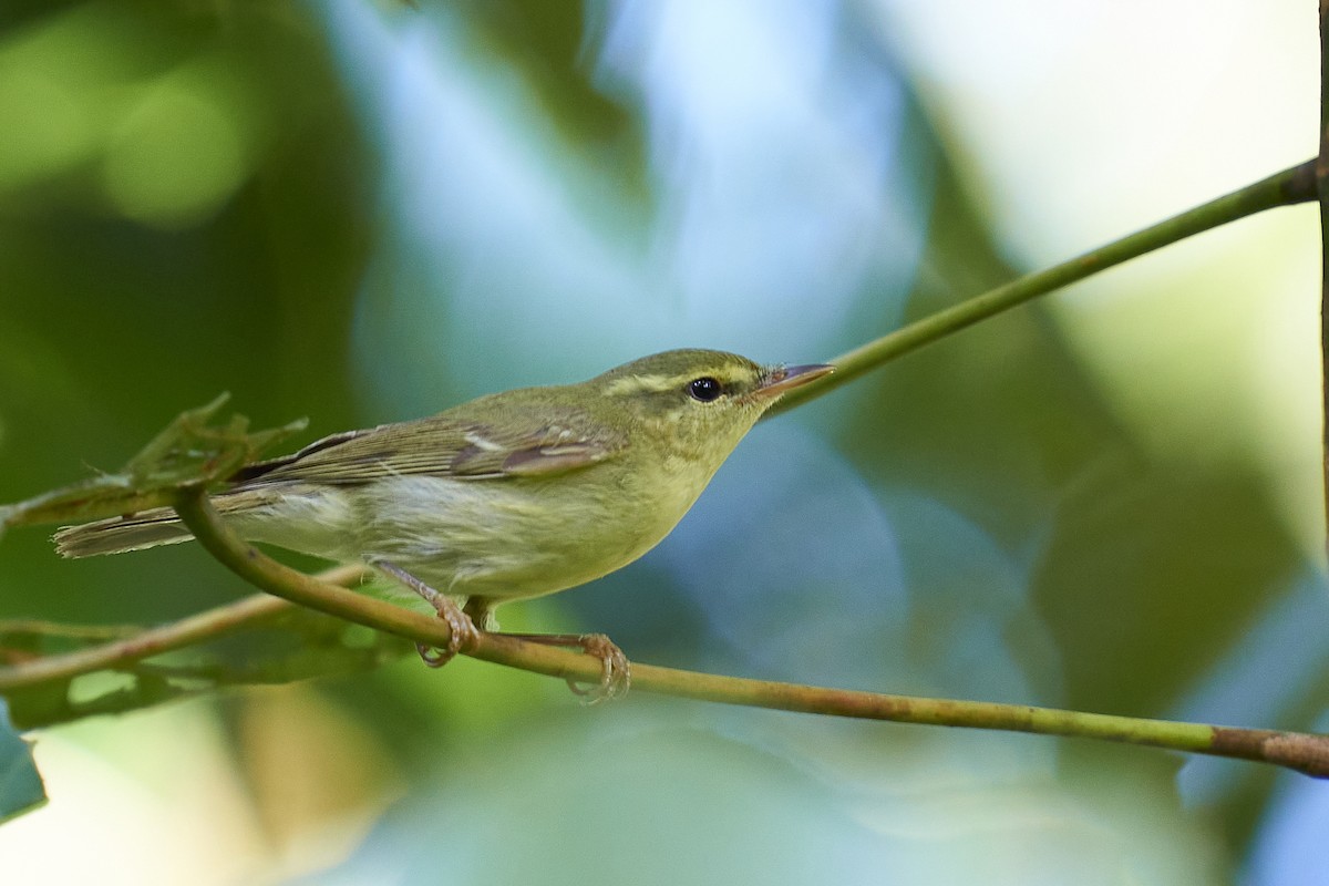 Green Warbler - Raghavendra  Pai