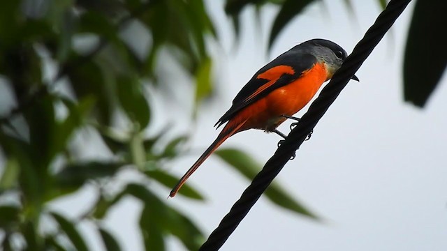 Minivet Gorjigrís - ML395638621