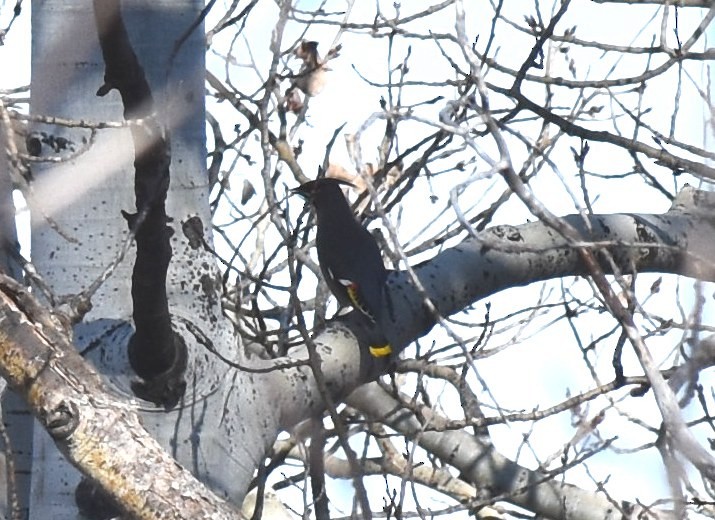 Bohemian Waxwing - ML39563871