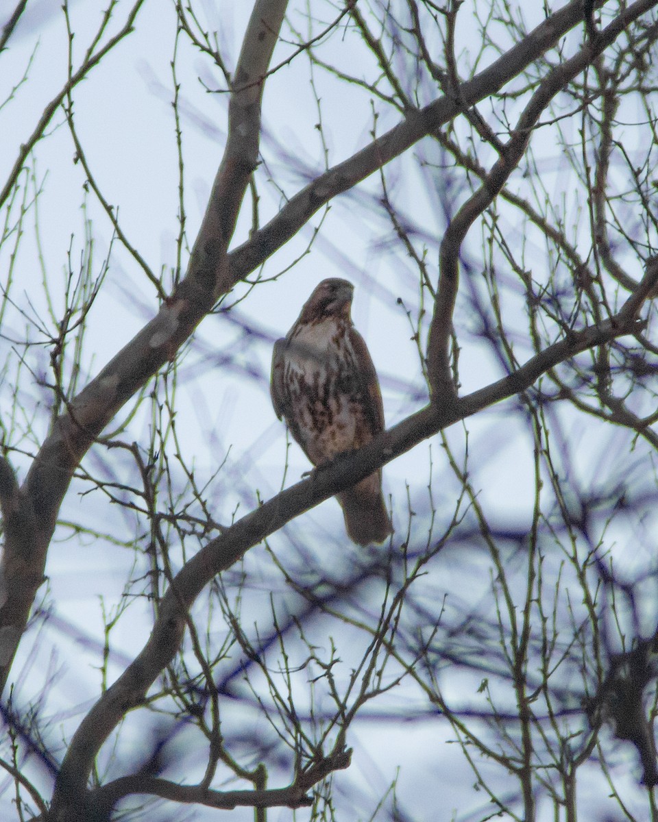 Red-tailed Hawk - ML395642331