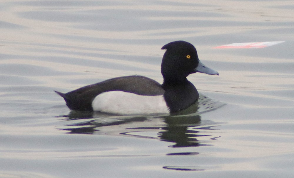 Tufted Duck x scaup sp. (hybrid) - Corey Finger