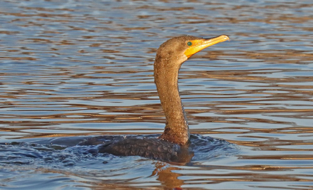 Double-crested Cormorant - ML395644691