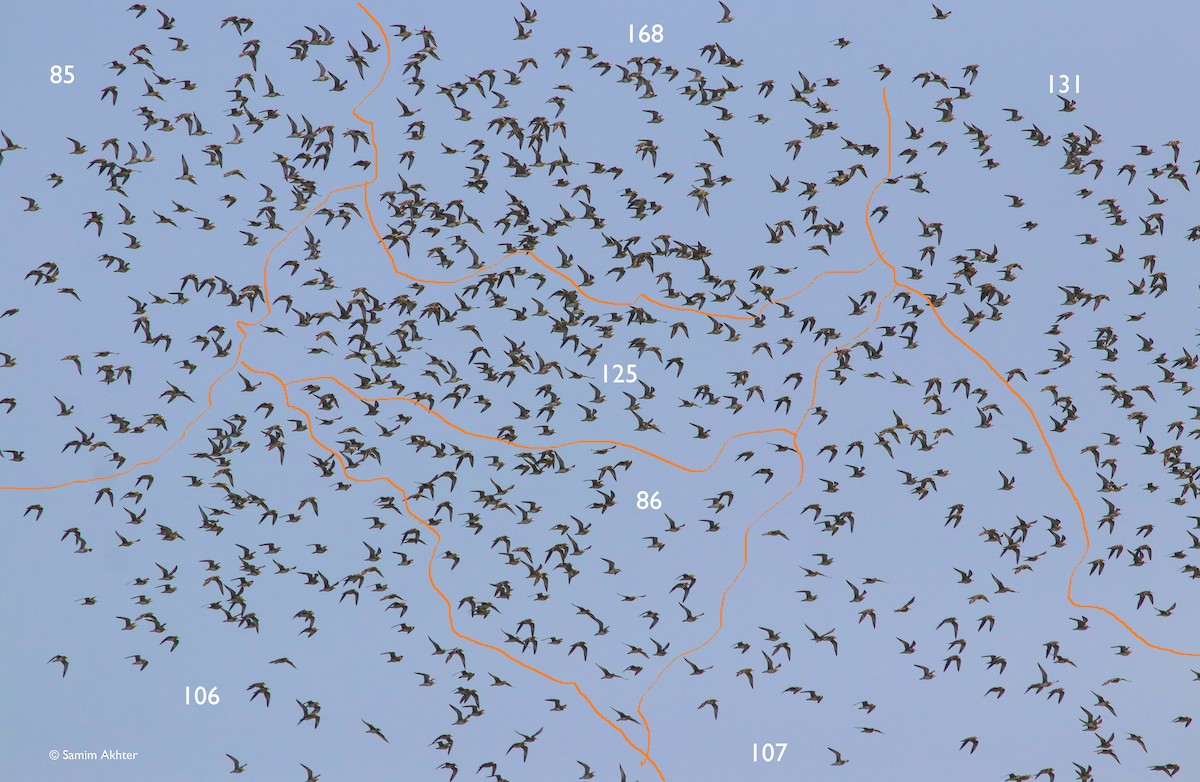 Pacific Golden-Plover - ML395645391