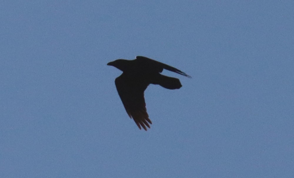 Common Raven - ML395645441