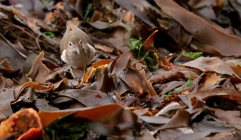 Spotted Sandpiper - ML395645751