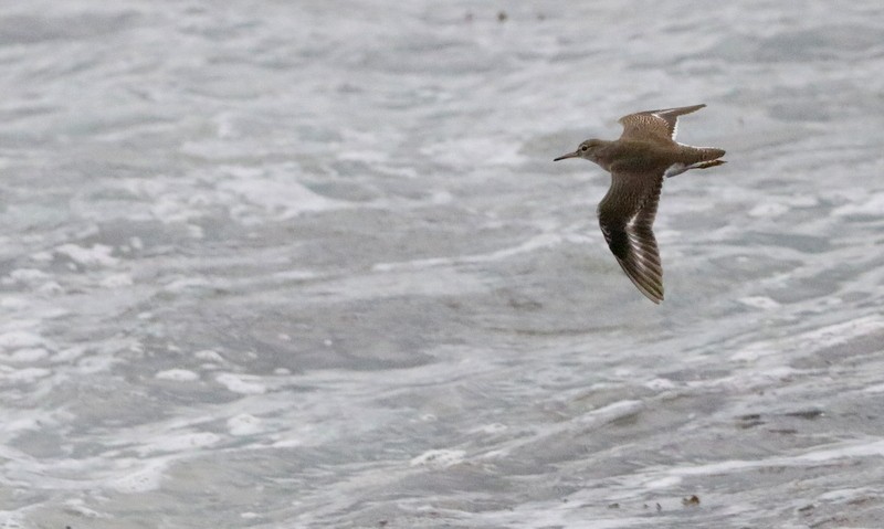 Spotted Sandpiper - ML395645771