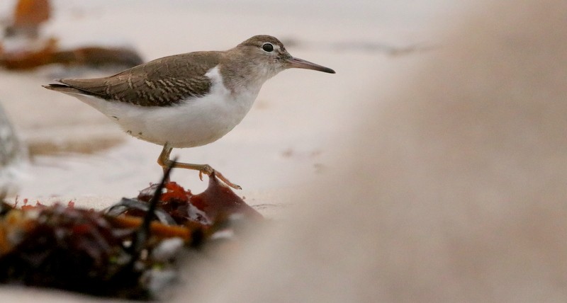 Spotted Sandpiper - ML395645791