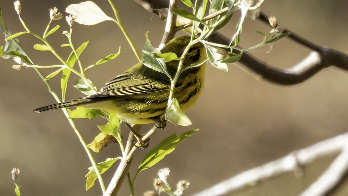 Prairie Warbler - ML395645971