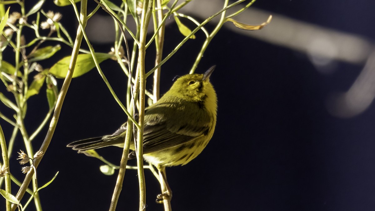 Prairie Warbler - ML395646011