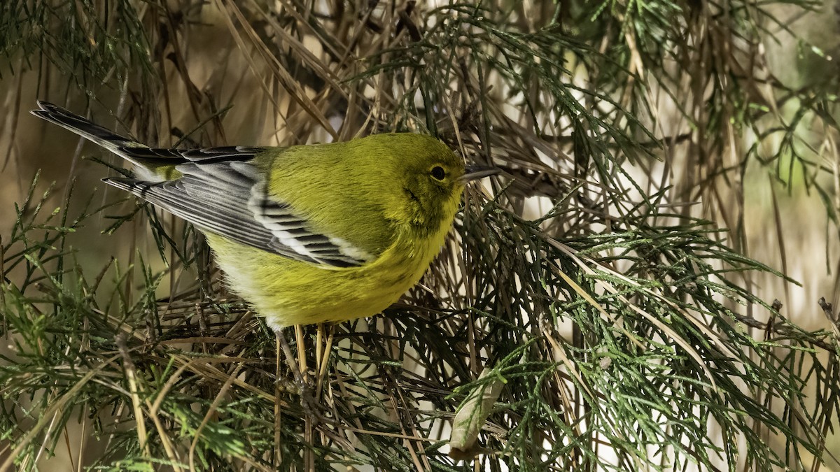 Pine Warbler - ML395646091