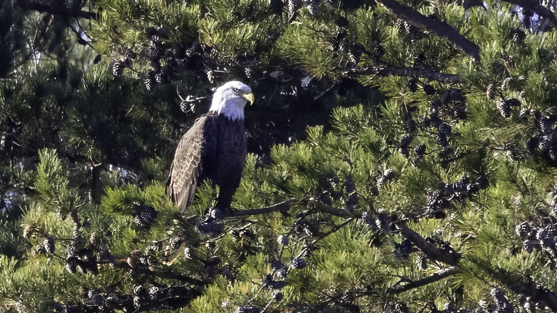 Bald Eagle - ML395646141