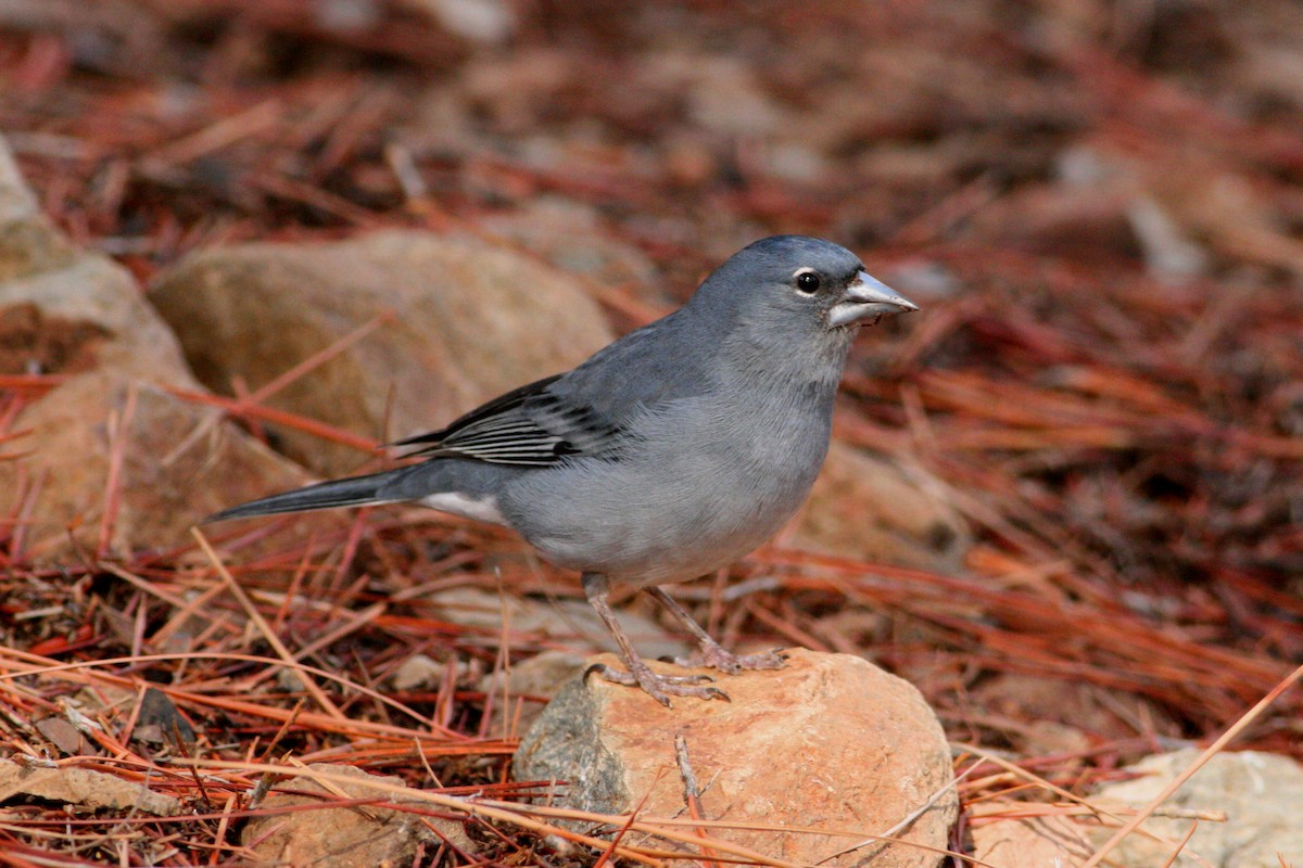 Tenerife Blue Chaffinch - Rainer Seifert