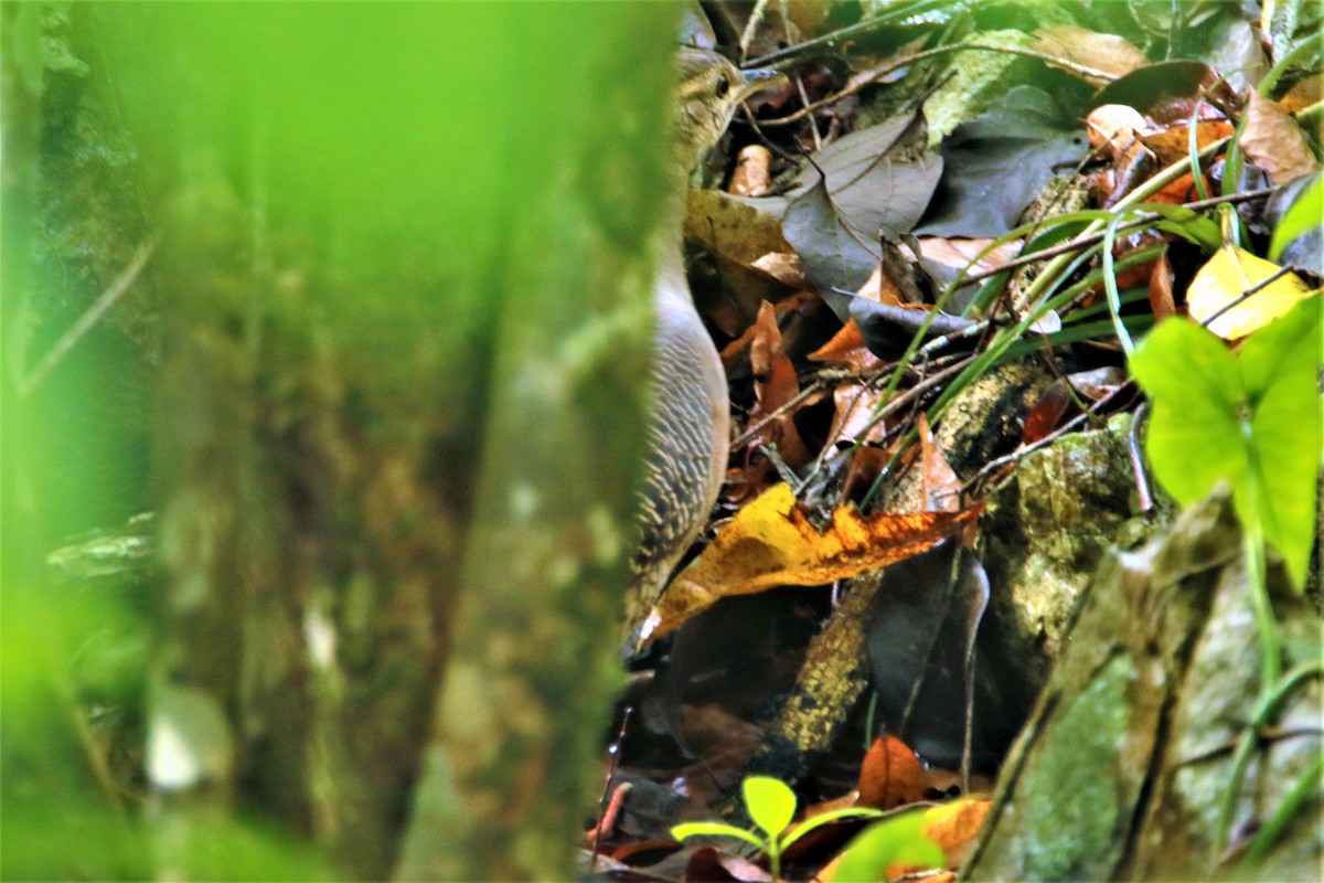 Thicket Tinamou - FELIPE SAN MARTIN