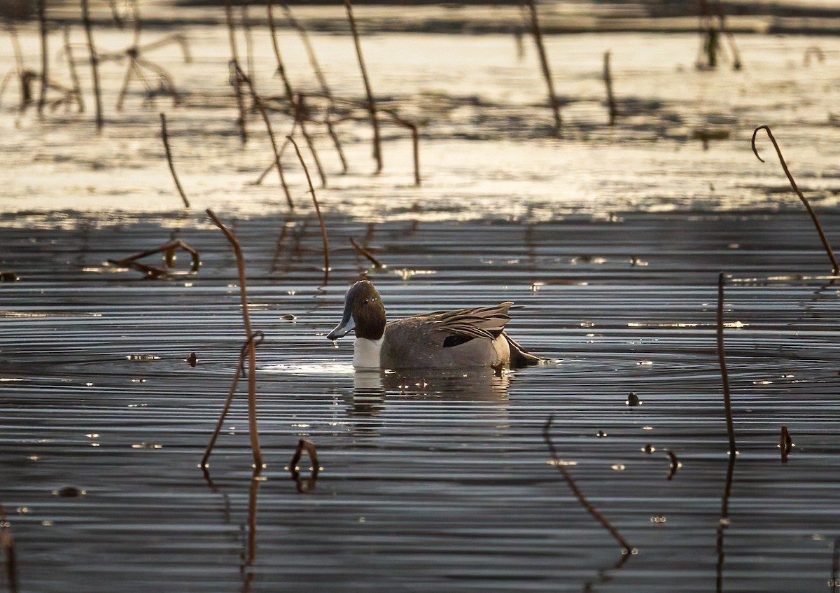 Northern Pintail - ML395649071