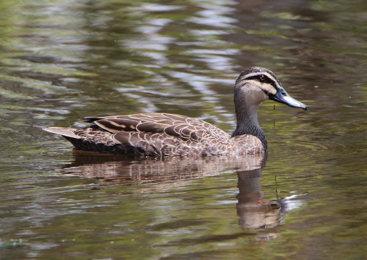 Pacific Black Duck - Sandra Gallienne